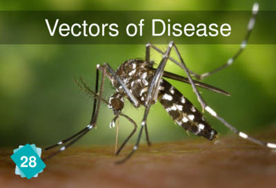 Front of the card "Vectors of Disease"