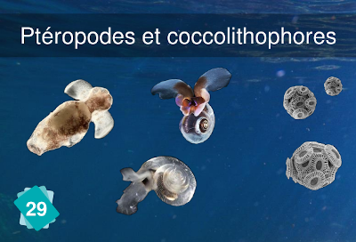 Recto de la carte "Ptéropodes et coccolithophores"